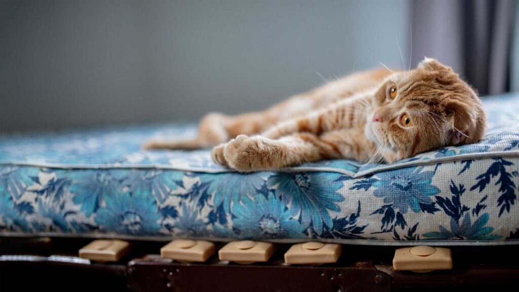 Giving it out to animal shelters is what you can do with extra mattress.