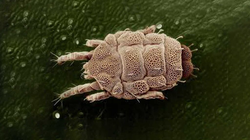 What are scabies?