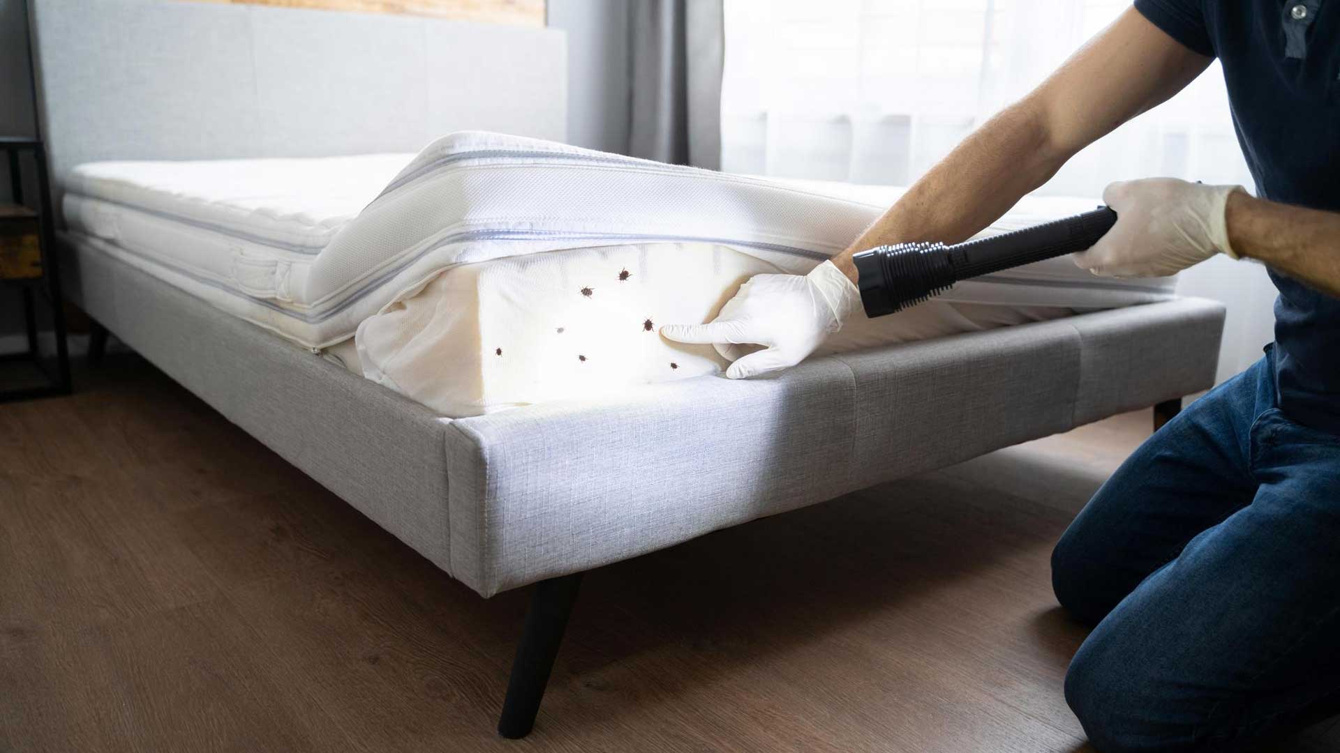 How long can Scabies live in Mattress?