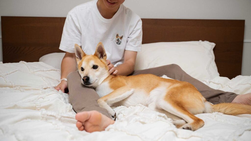 Monitor sick pets for no vomit stains on mattress.