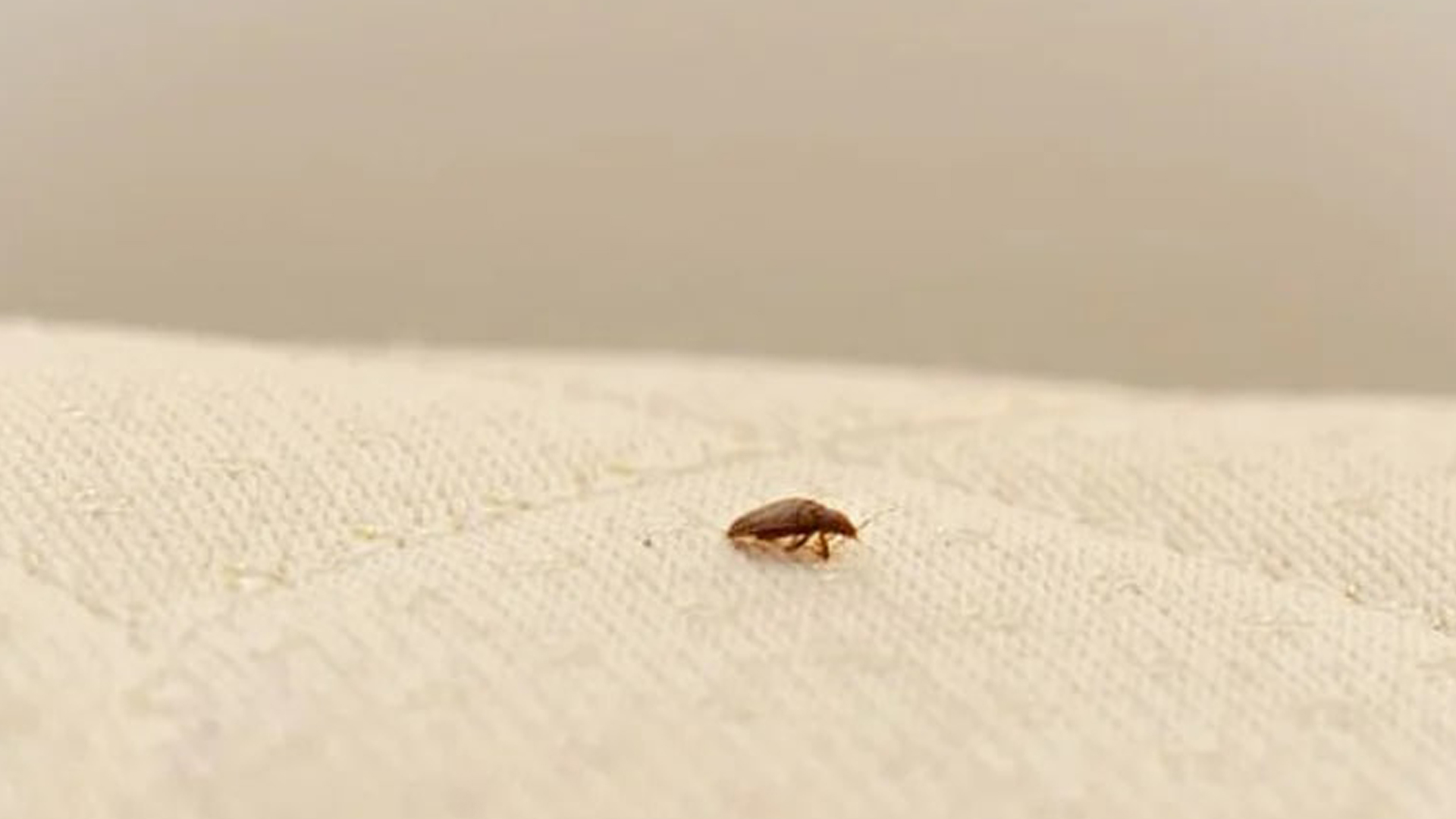 Can bed bugs live on plastic mattresses?